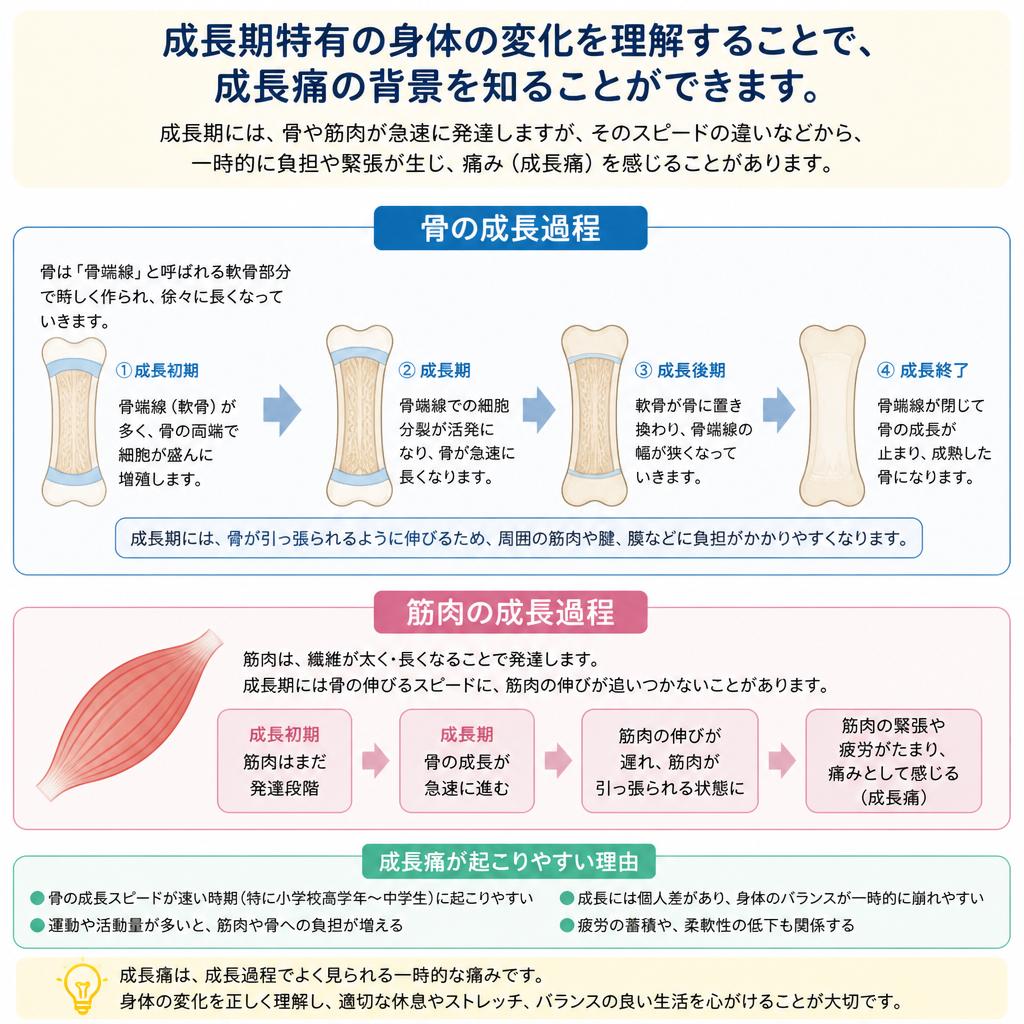 2. 成長期における身体の変化